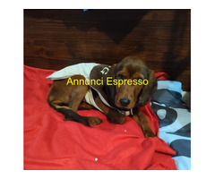 In regalo GIUGGIOLA 1 anno taglia piccol