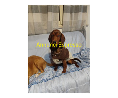 In regalo GIUGGIOLA 1 anno taglia piccol