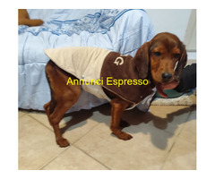 In regalo GIUGGIOLA 1 anno taglia piccol