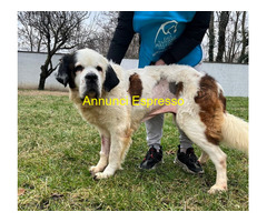 In regalo CANE SAN BERNARDO