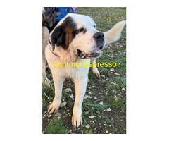 In regalo CANE SAN BERNARDO