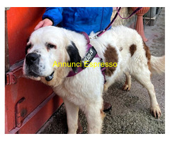 In regalo CANE SAN BERNARDO