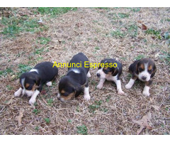 Beagle tricolore cuccioli