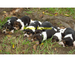 Beagle tricolore cuccioli