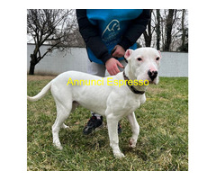 In regalo CANE DOGO ARGENTINO