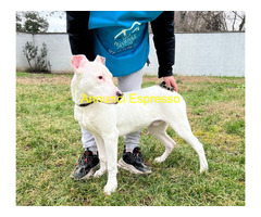 In regalo CANE DOGO ARGENTINO
