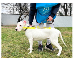 In regalo CANE DOGO ARGENTINO