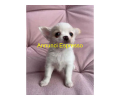 Chihuahua toy maschietto