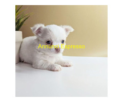 Chihuahua toy maschietto