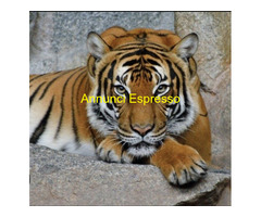 Vero tantra con Viola