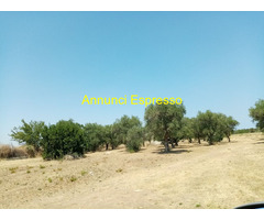 Affitto terreno edificabile mq7900 Privato