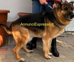 In regalo cane pastore tedesco