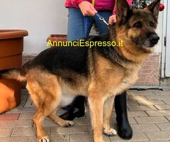 In regalo cane pastore tedesco