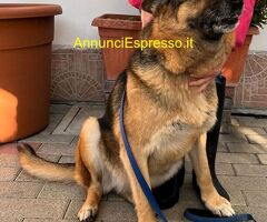 In regalo cane pastore tedesco