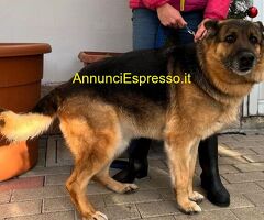 In regalo cane pastore tedesco