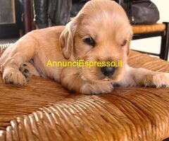 Cocker Spaniel cuccioli