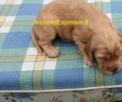 Cocker Spaniel cuccioli