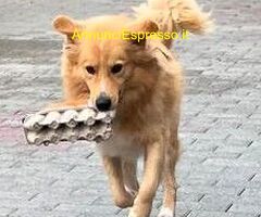 In regalo CANE METICCIO