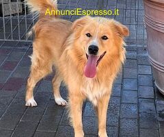 In regalo CANE METICCIO