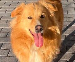 In regalo CANE METICCIO