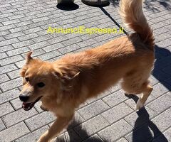 In regalo CANE METICCIO