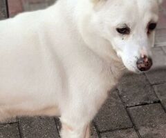 In regalo CANE METICCIO