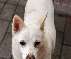 In regalo CANE METICCIO