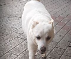 In regalo CANE METICCIO