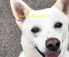 In regalo CANE METICCIO