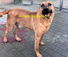 In regalo CANE METICCIO