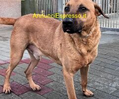 In regalo CANE METICCIO