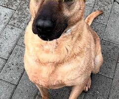 In regalo CANE METICCIO