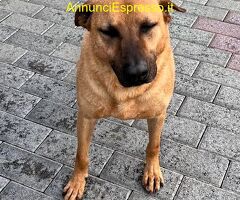 In regalo CANE METICCIO