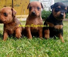 Pinscher toy cuccioli