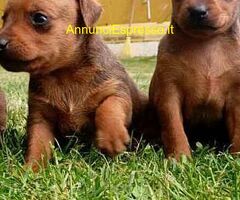 Pinscher toy cuccioli