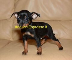 Pinscher toy cuccioli