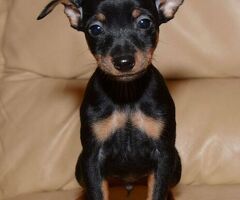 Pinscher toy cuccioli