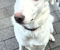 In regalo CANE METICCIO