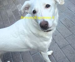 In regalo CANE METICCIO