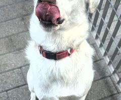 In regalo CANE METICCIO