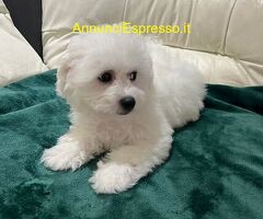 In regalo Affetuosi cane di Bichon Frise