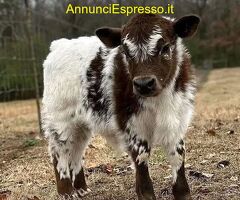 Buy mini highland cow miniature cattle for sale