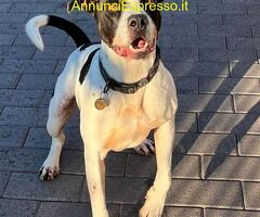 In regalo CANE METICCIO