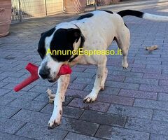 In regalo CANE METICCIO