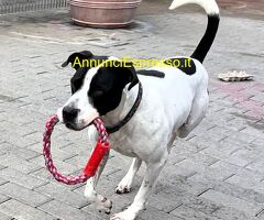 In regalo CANE METICCIO