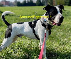 In regalo CANE METICCIO