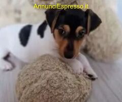 Jack Russell maschietto