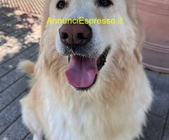 In regalo CANE METICCIO