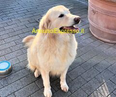 In regalo CANE METICCIO