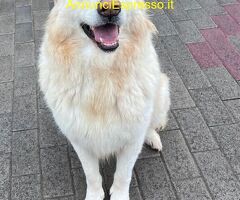 In regalo CANE METICCIO